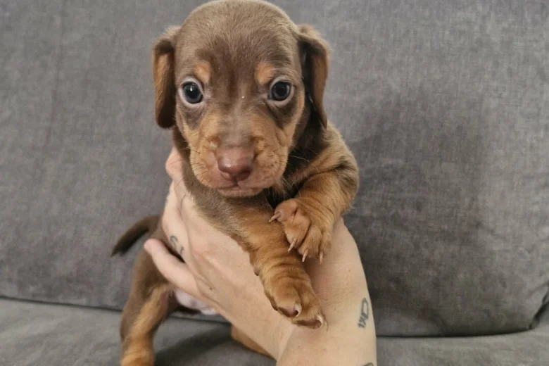 Mixed Breed