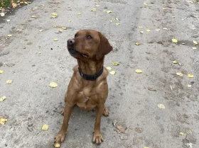 Labrador Retriever