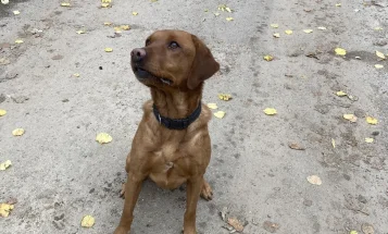Labrador Retriever