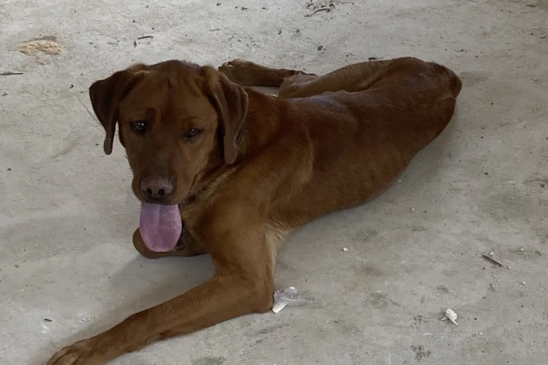 Labrador Retriever