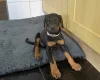 Doberman