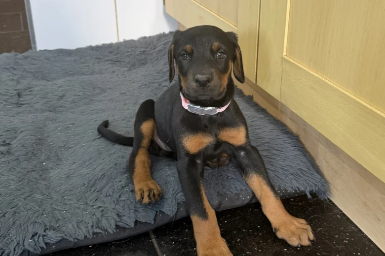 Doberman