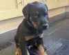 Doberman