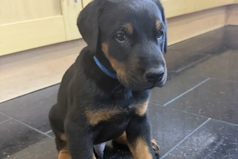 Doberman