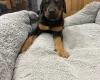 Doberman