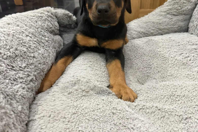 Doberman