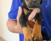 Doberman