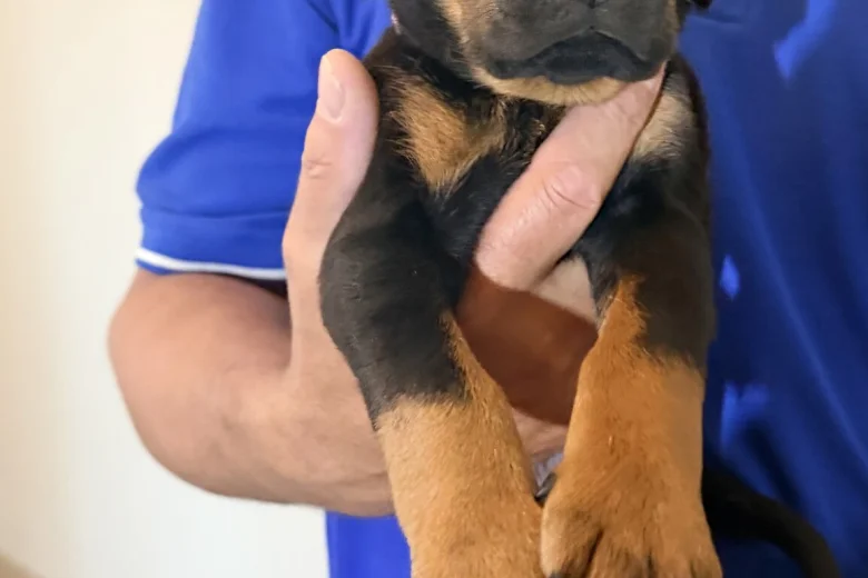 Doberman