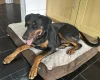 Doberman