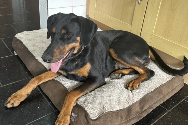 Doberman