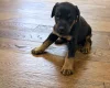 Doberman