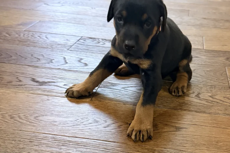 Doberman