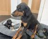 Doberman