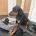 Doberman