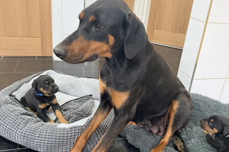 Doberman