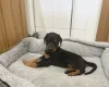 Doberman