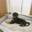 Doberman