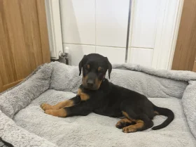 Doberman
