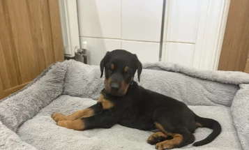 Doberman