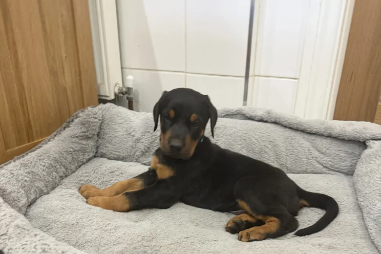 Doberman