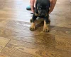 Doberman