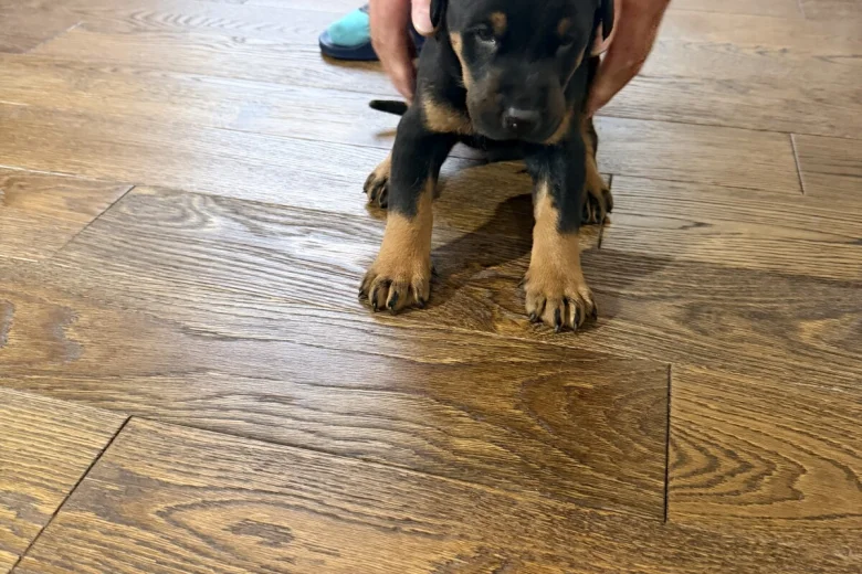 Doberman