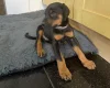 Doberman