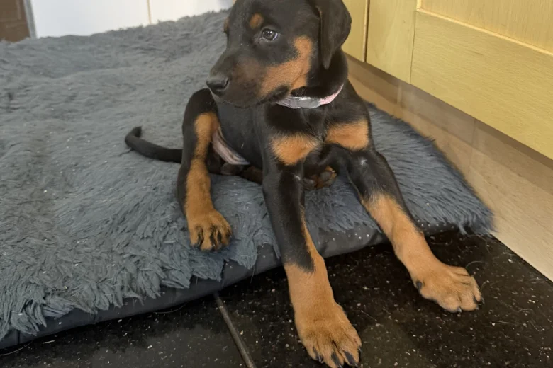 Doberman