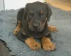 Doberman