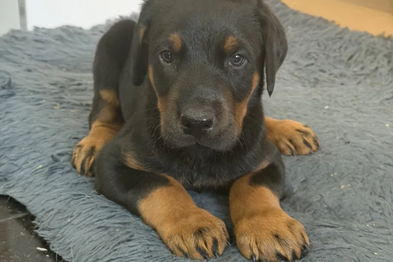 Doberman