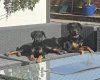 Doberman