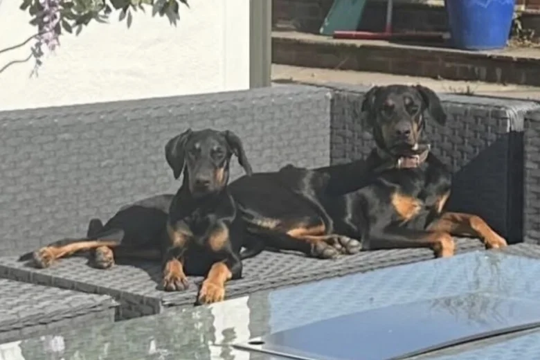Doberman