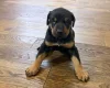Doberman