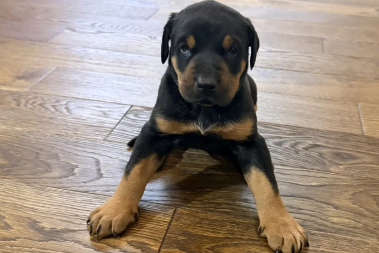 Doberman