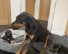 Doberman