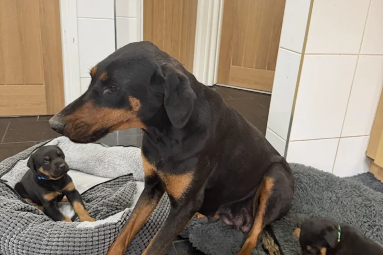 Doberman