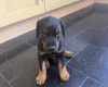Doberman