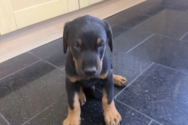 Doberman