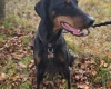 Doberman