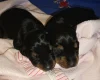 Doberman