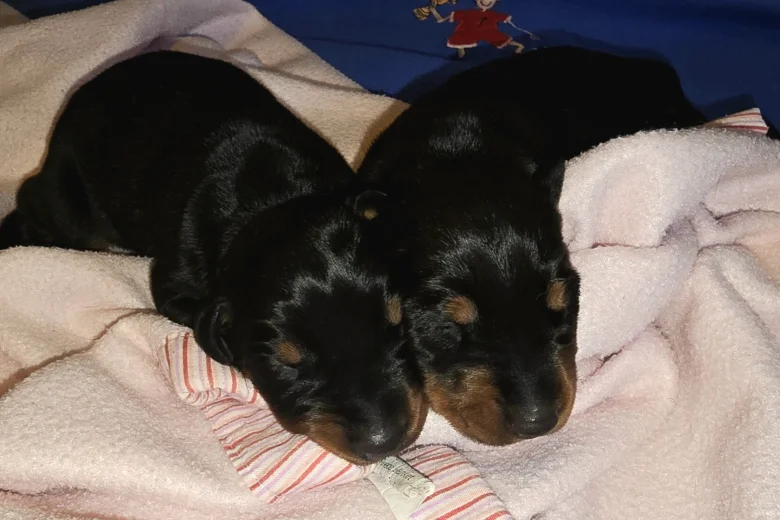 Doberman