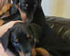 Doberman