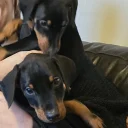 Doberman