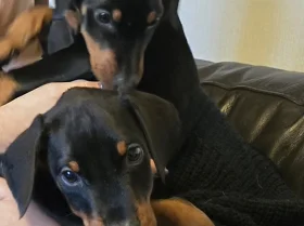 Doberman