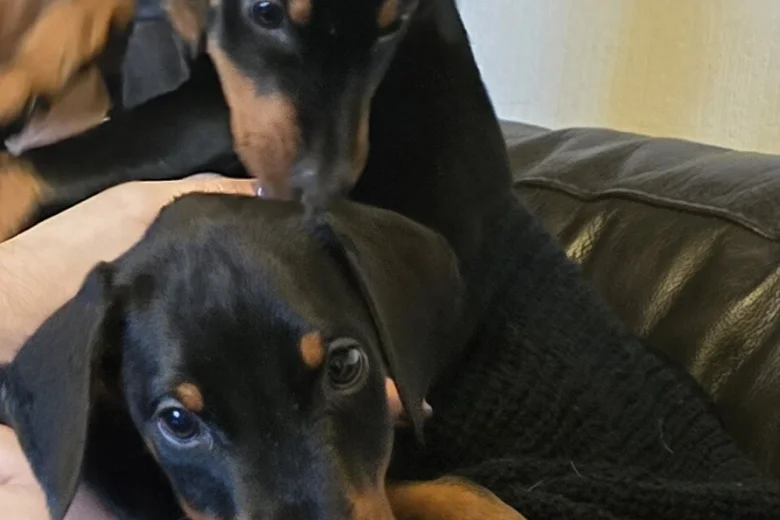 Doberman