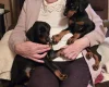 Doberman