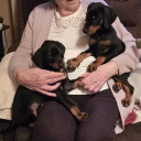 Doberman