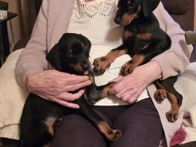 Doberman