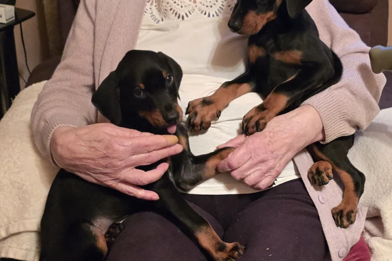 Doberman