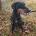 Doberman
